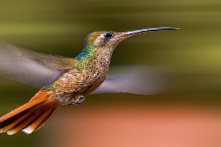 Colibríes anidando.