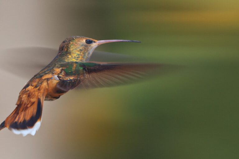 Colibríes territoriales.