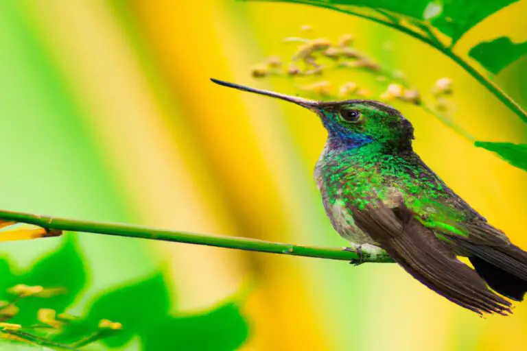 Colibríes urbanos volando