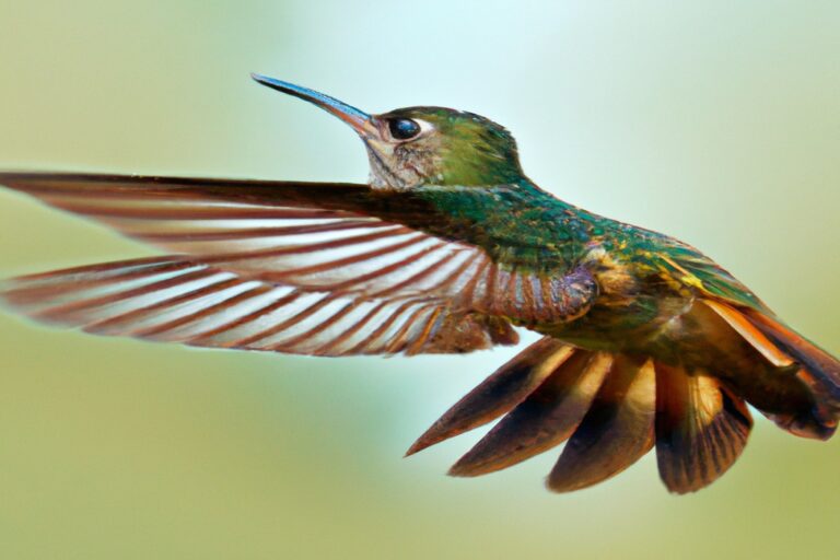 Colibríes volando.