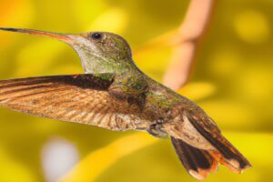 Competencia colibríes comportamiento.