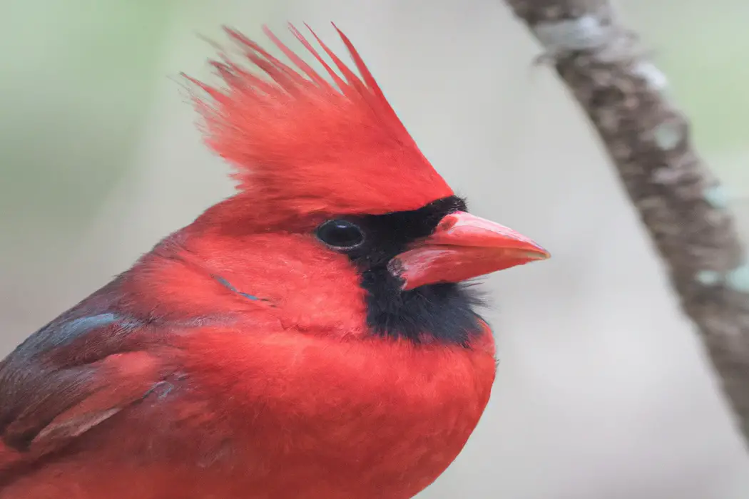 Depredadores introducidos: Impacto cardenales.