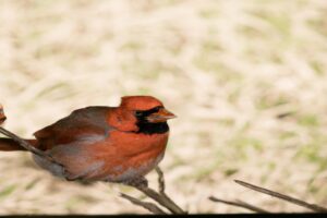 Dieta del cardenal: saludable y variada.