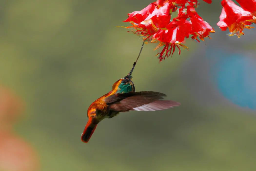 Especies de colibríes