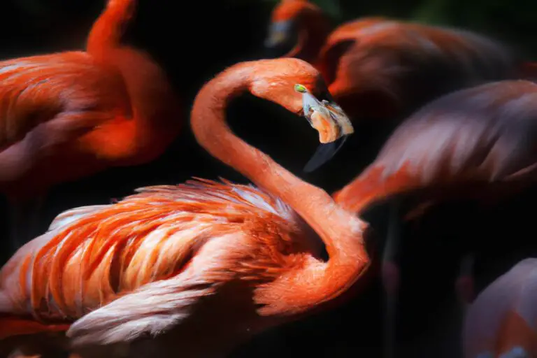 Flamenco en equilibrio.