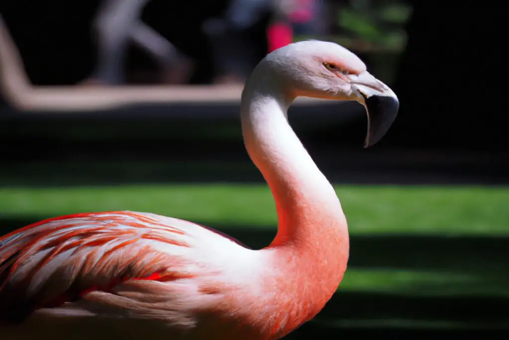 Por Qu Los Flamencos Son Rosados Aves Mundo