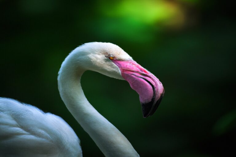 Flamencos Rosados Volando