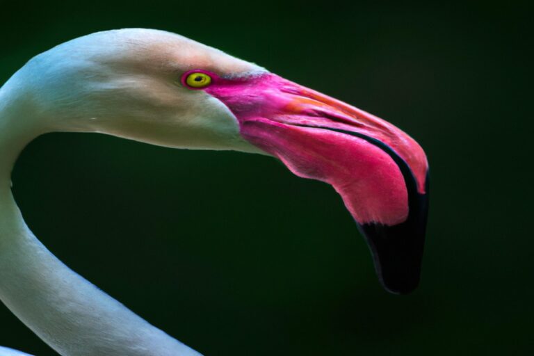 Flamencos Rosados Volando