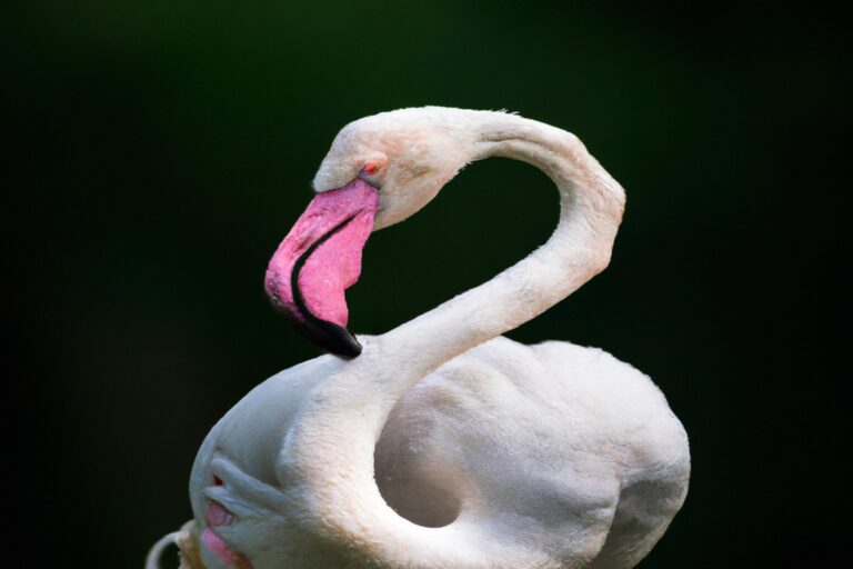 Flamencos Rosados Wasser Andalusien