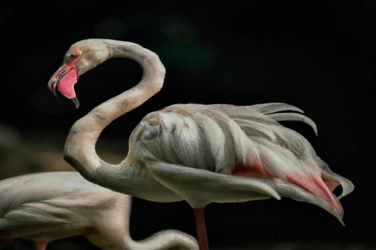 Flamencos Voladores