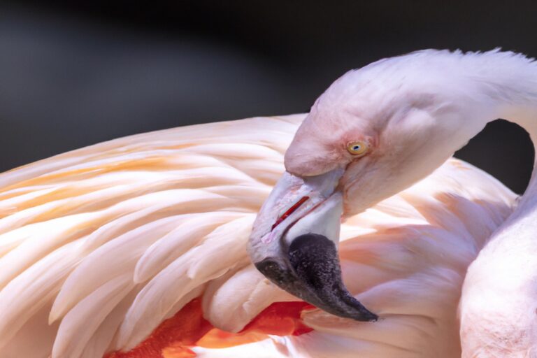 Flamencos acuáticos.