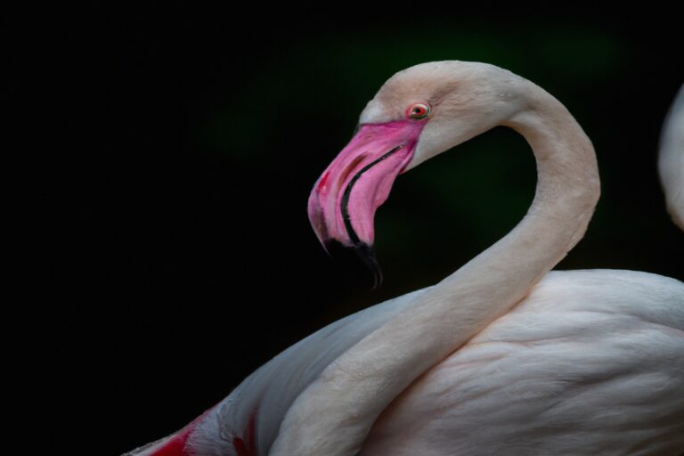 Flamencos adaptables.