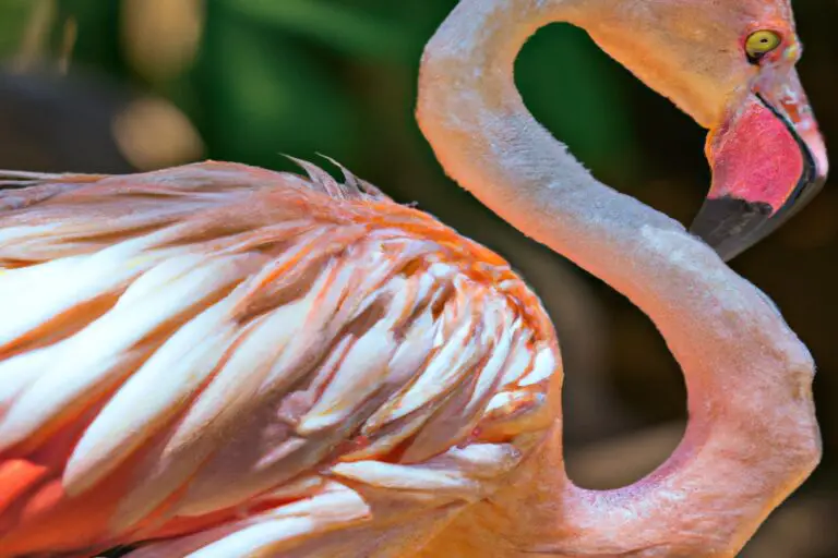 Flamencos adaptativos.