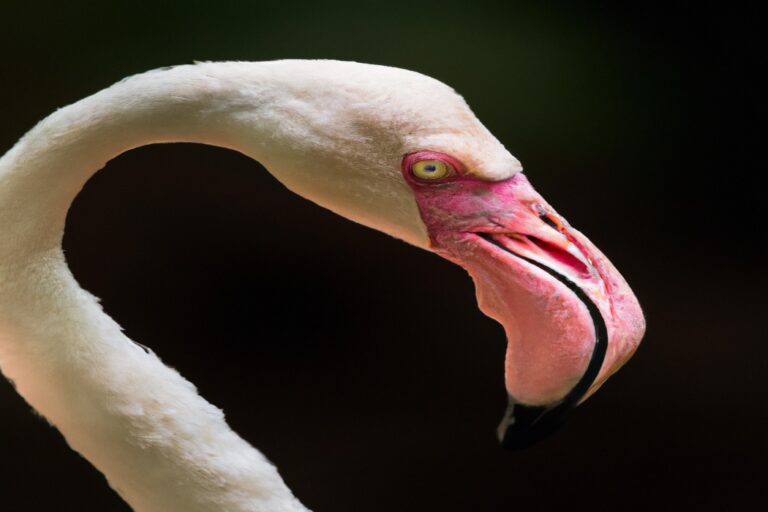 Flamencos afectados.