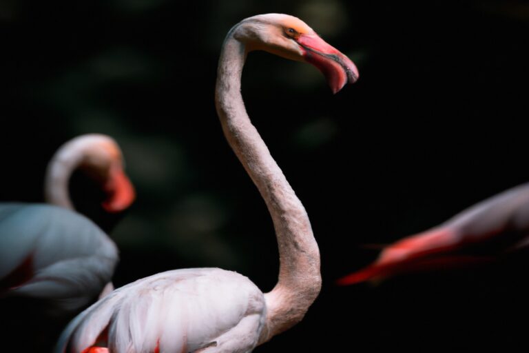 Flamencos alimentándose.