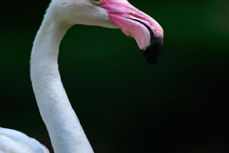 Flamencos alimentándose.