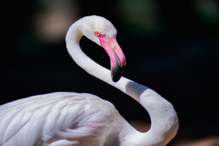 Flamencos alimentándose