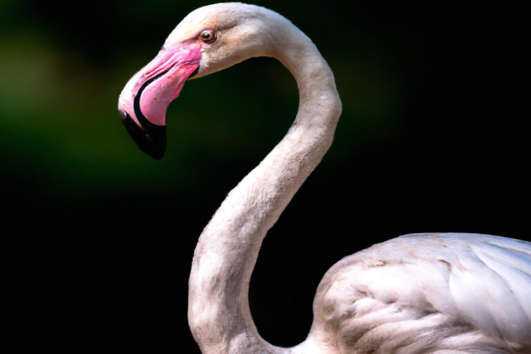 Flamencos anidando.