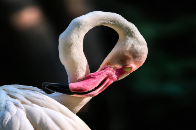 Flamencos anidando.