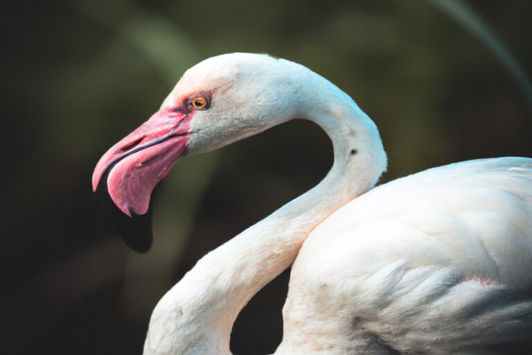 Flamencos anidando.