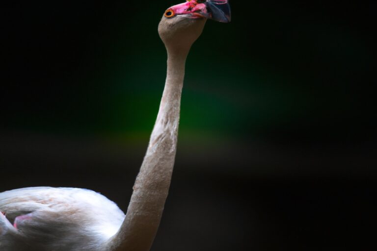 Flamencos aterrados.