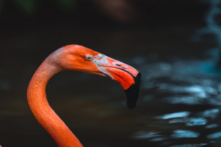 Flamencos bebiendo