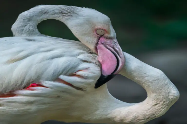 Flamencos contaminados.