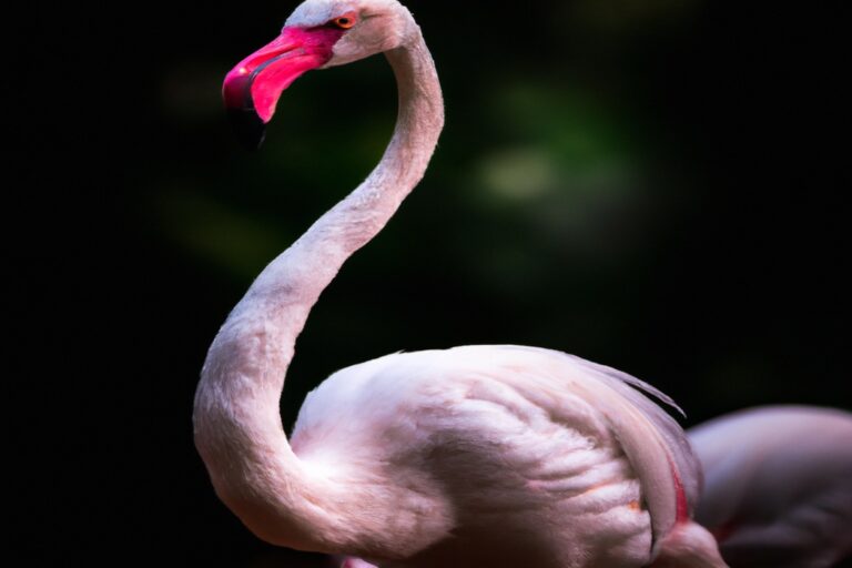 Flamencos en agua.