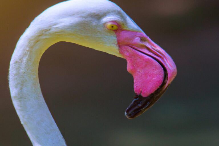 Flamencos en arrozal.