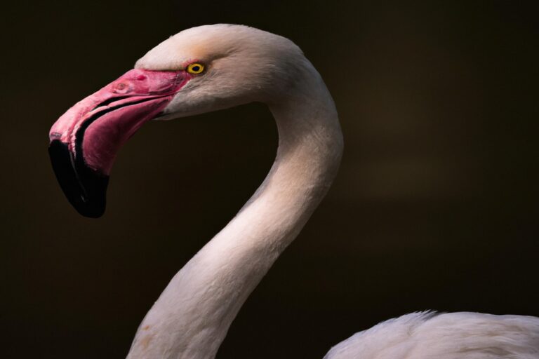 Flamencos en competencia.