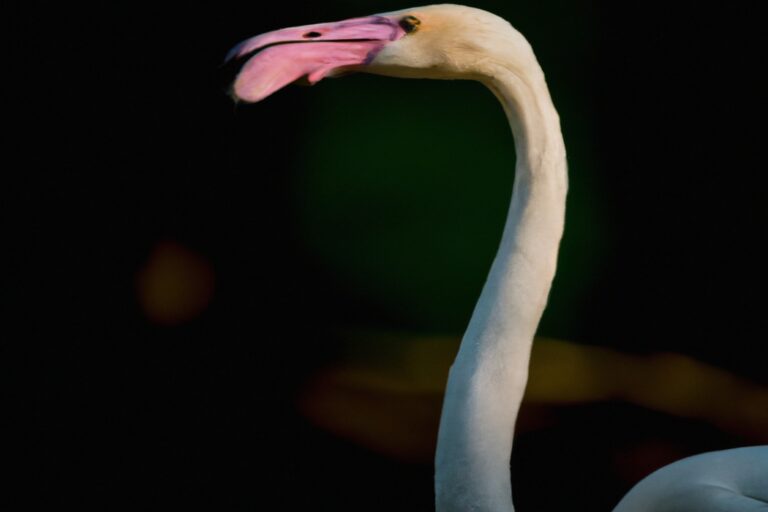 Flamencos en pantano