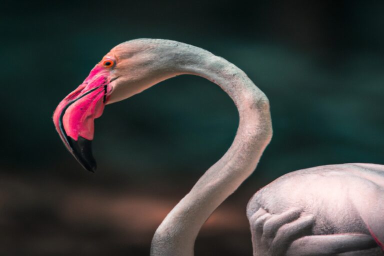 Flamencos en río.