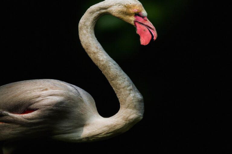 Flamencos en salina.