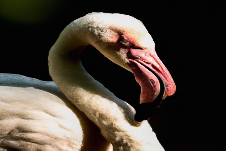 Flamencos estresados.