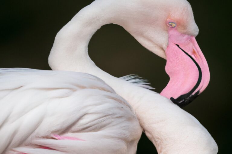 Flamencos exóticos.