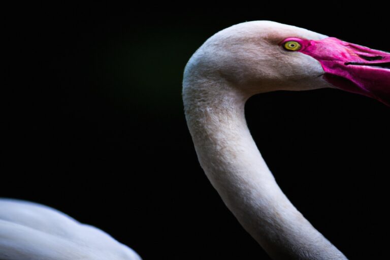 Flamencos exuberantes.