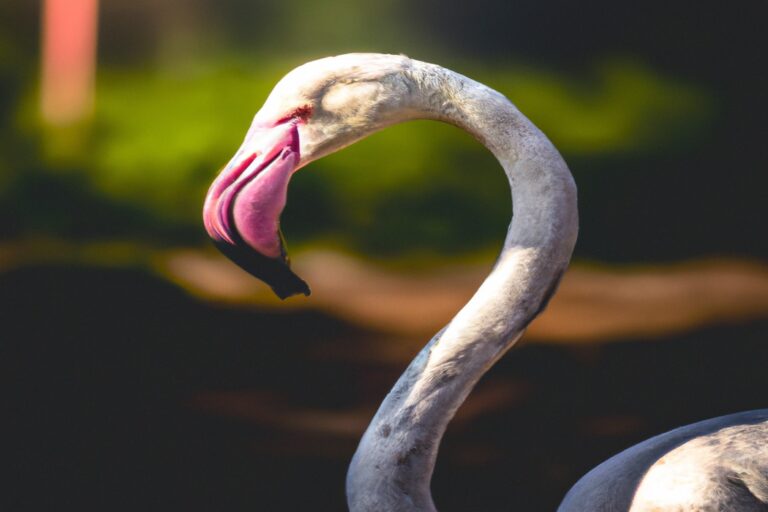 Flamencos húmedos.