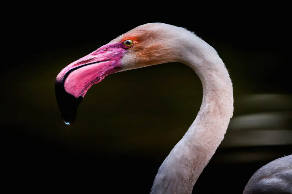 ¿Cómo se comunican los flamencos entre sí? Aves Mundo