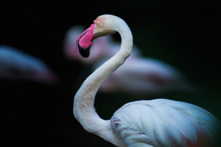 Flamencos majestuosos.