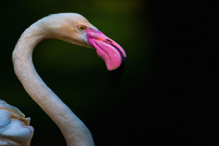 Flamencos majestuosos.