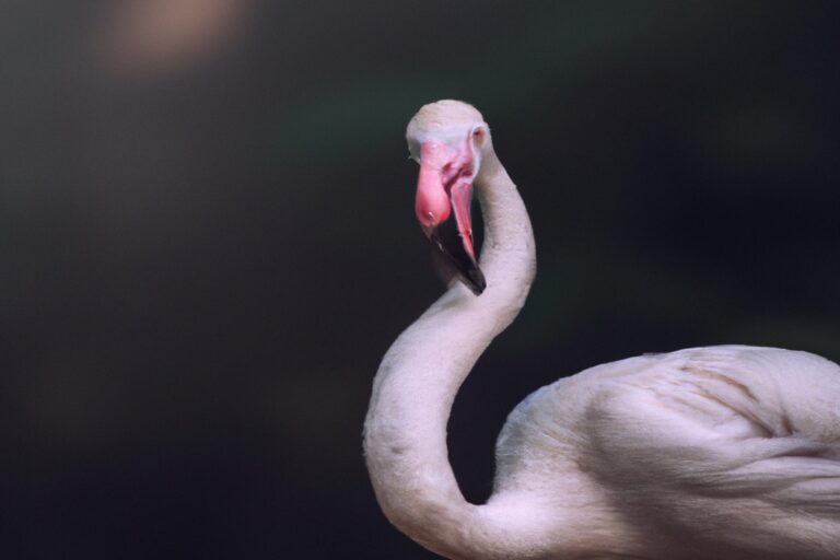 Flamencos majestuosos.