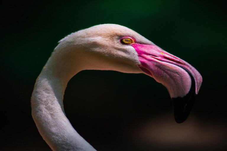 Flamencos migrando.