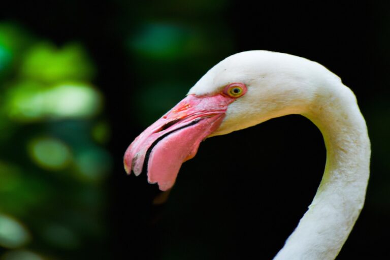 Flamencos nadando.