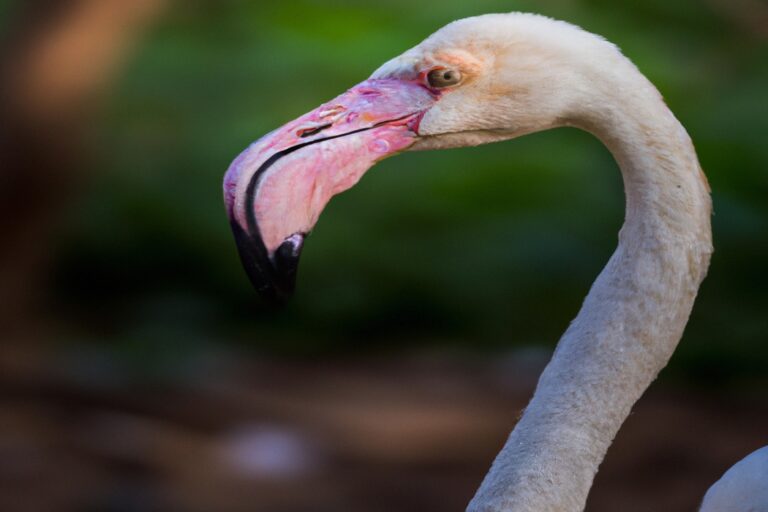 Flamencos nadando.