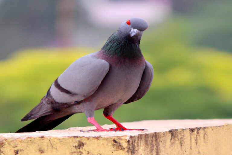 Flamencos nadando.