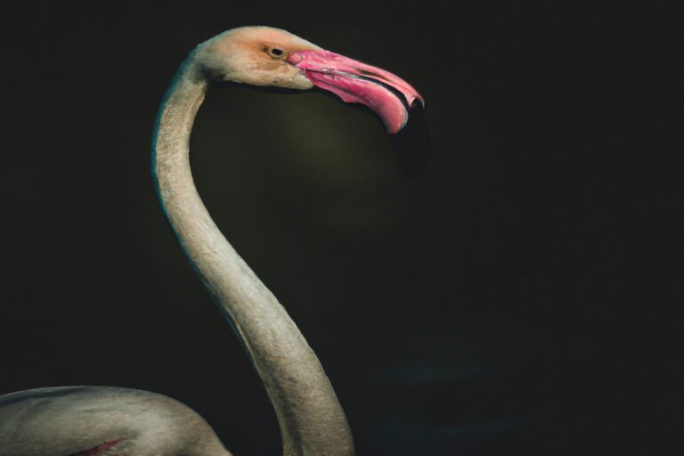 Flamencos peleando.