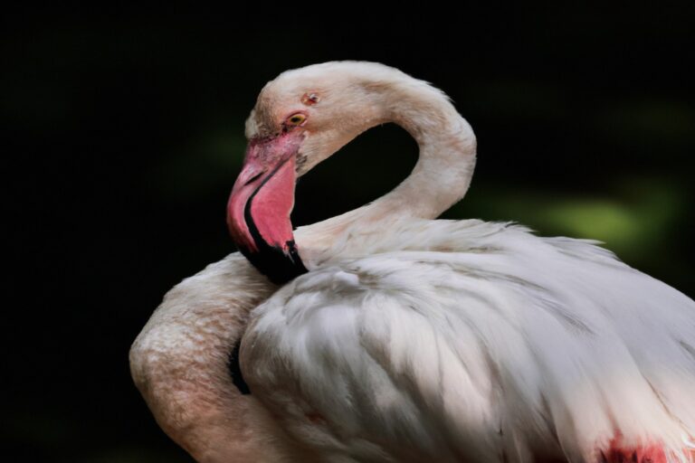 Flamencos rosados.