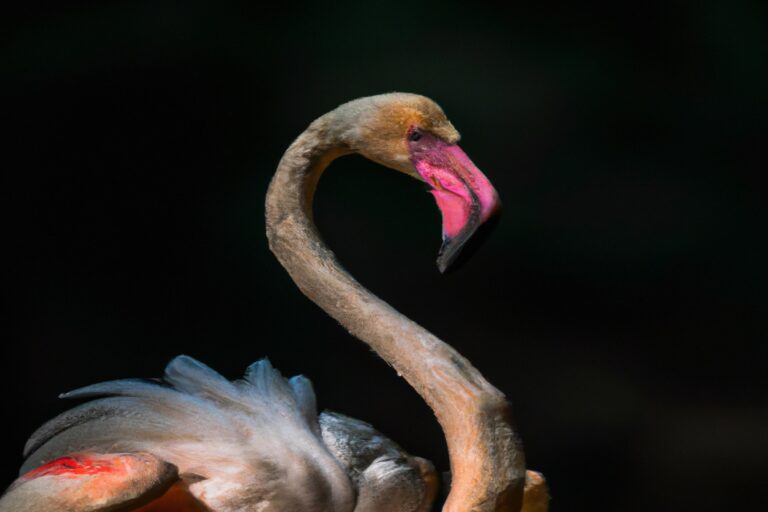 Flamencos rosados.