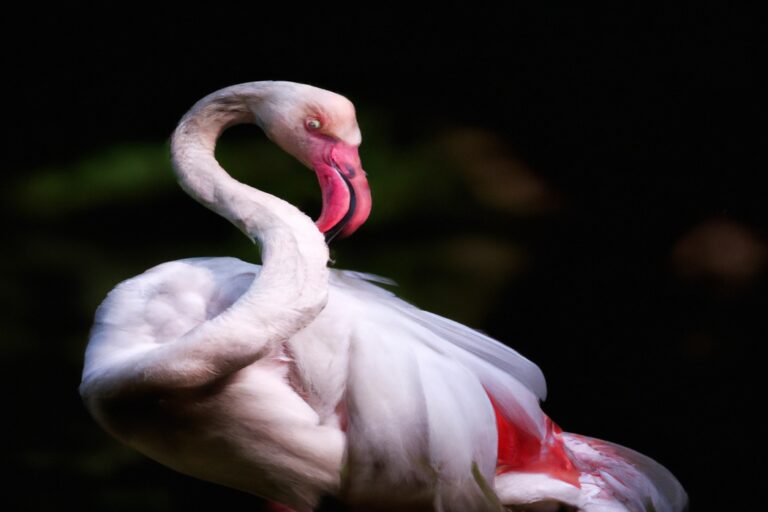 Flamencos rosados.