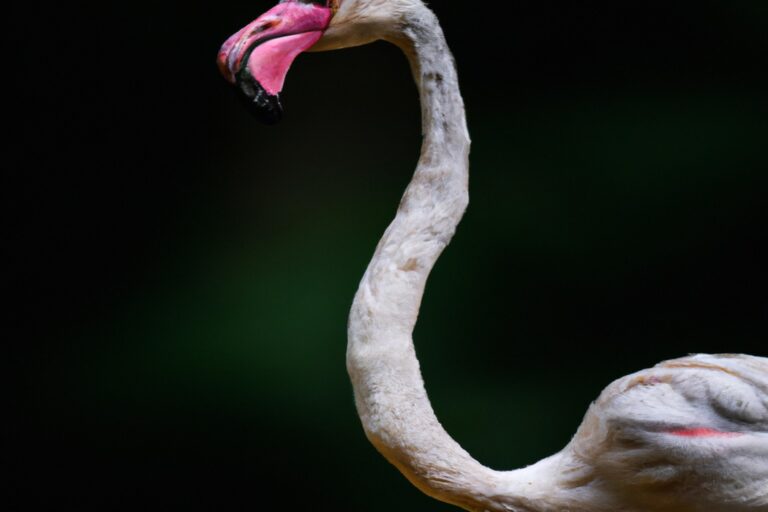 Flamencos rosados.